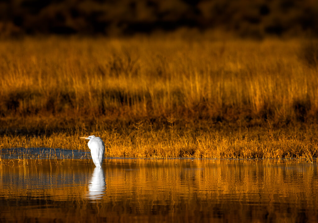 White egret wading in a golden marsh — Rutherford County, TN mortgage and home loan guide from Valor Mortgage