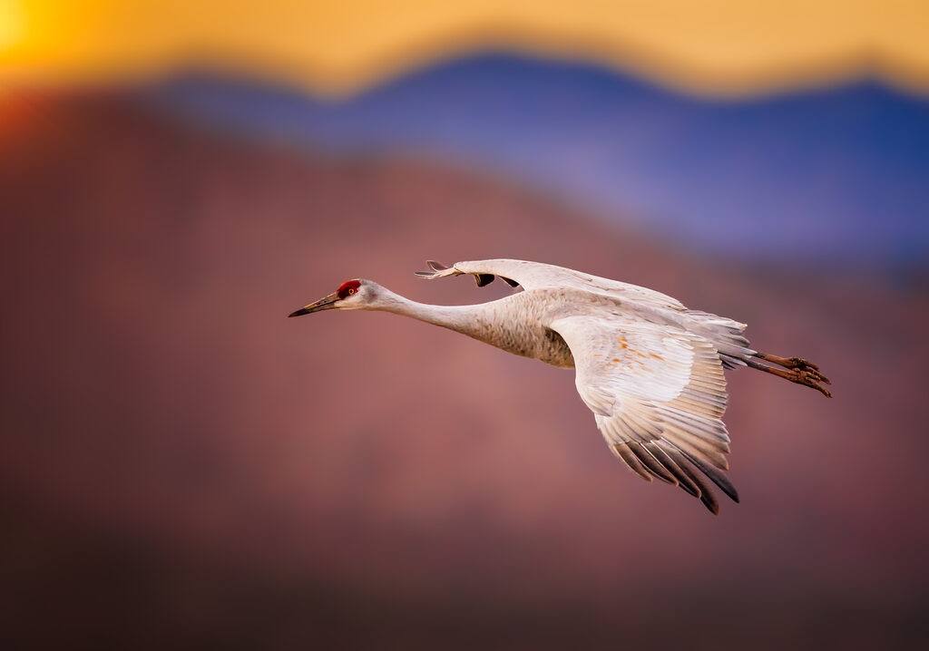 Sandhill crane in flight at sunset — Williamson County, TN mortgage and home loan guide from Valor Mortgage