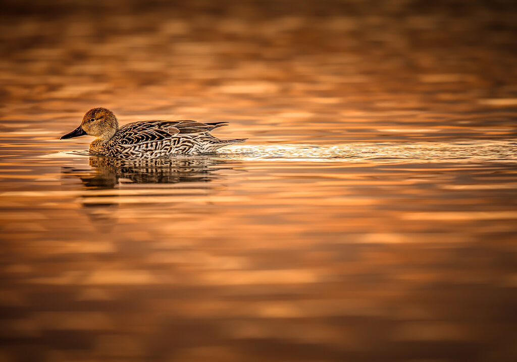 Duck gliding across golden morning water — Wilson County, TN mortgage and home loan guide from Valor Mortgage